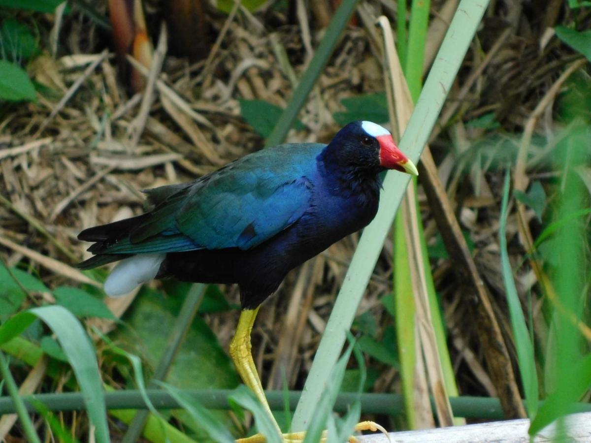 Guayabo Lodge Santa Cruz  المظهر الخارجي الصورة